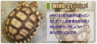 WING-21のカメ