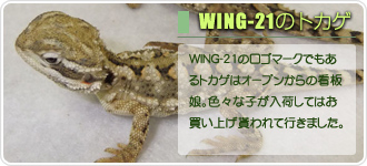 WING-21のトカゲ